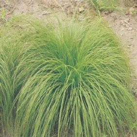 細(xì)葉苔草